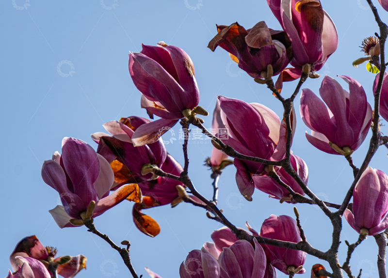 高清大图下载【趣麦麦图】春日紫玉兰逆光盛开高清商业图
