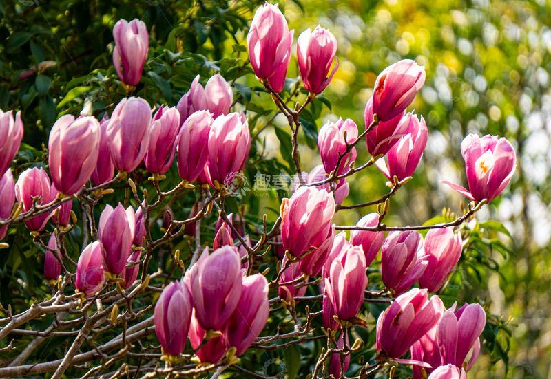 高清大图下载【趣麦麦图】一片紫玉兰花怒放春光斗艳高清商用背景图