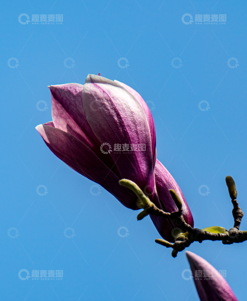 高清大图下载【趣麦麦图】蓝天背景紫玉兰盛开怒放春天生机盎然