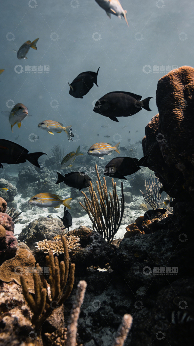 高清大图下载【趣麦麦图】海底世界鱼群游动珊瑚景象