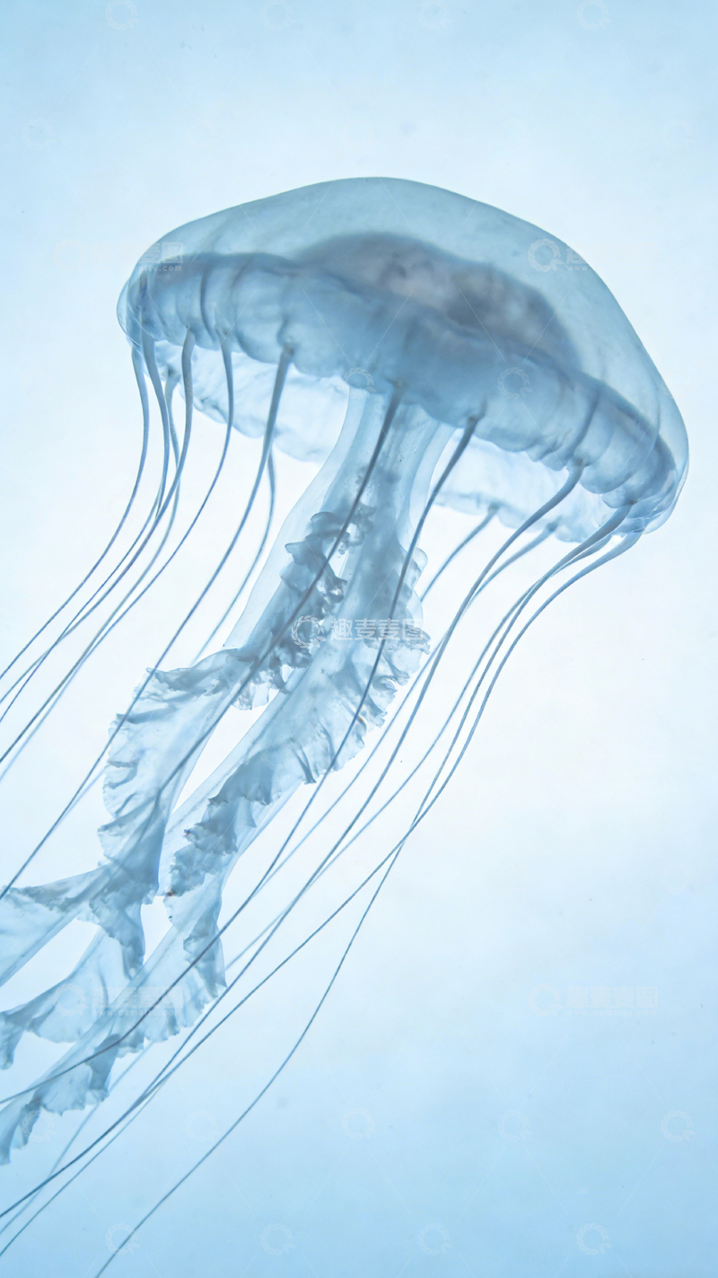 高清大图下载【趣麦麦图】水母透明海洋生物摄影