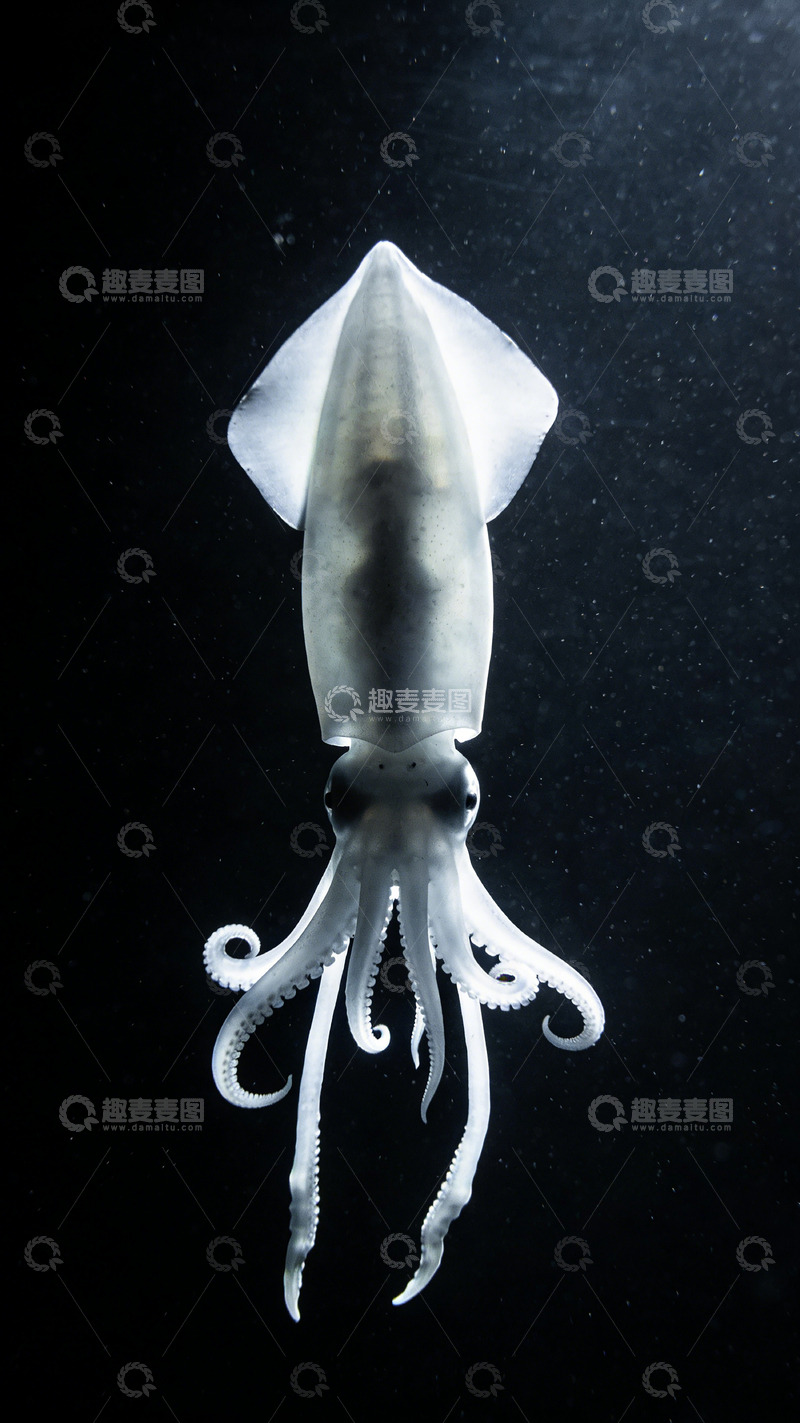 高清大图下载【趣麦麦图】深海乌贼摄影图片