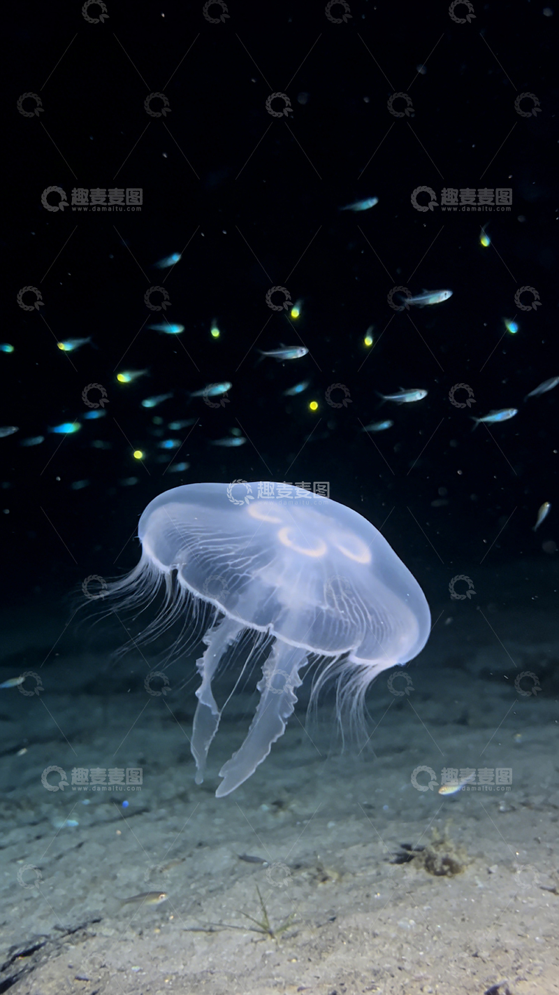 高清大图下载【趣麦麦图】深海幽蓝光影水母