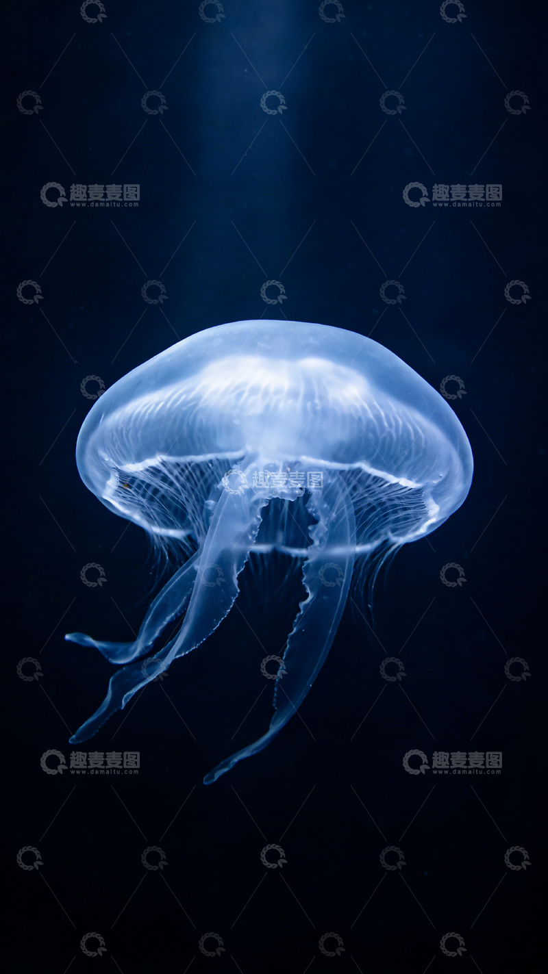 高清大图下载【趣麦麦图】深海水母摄影图片