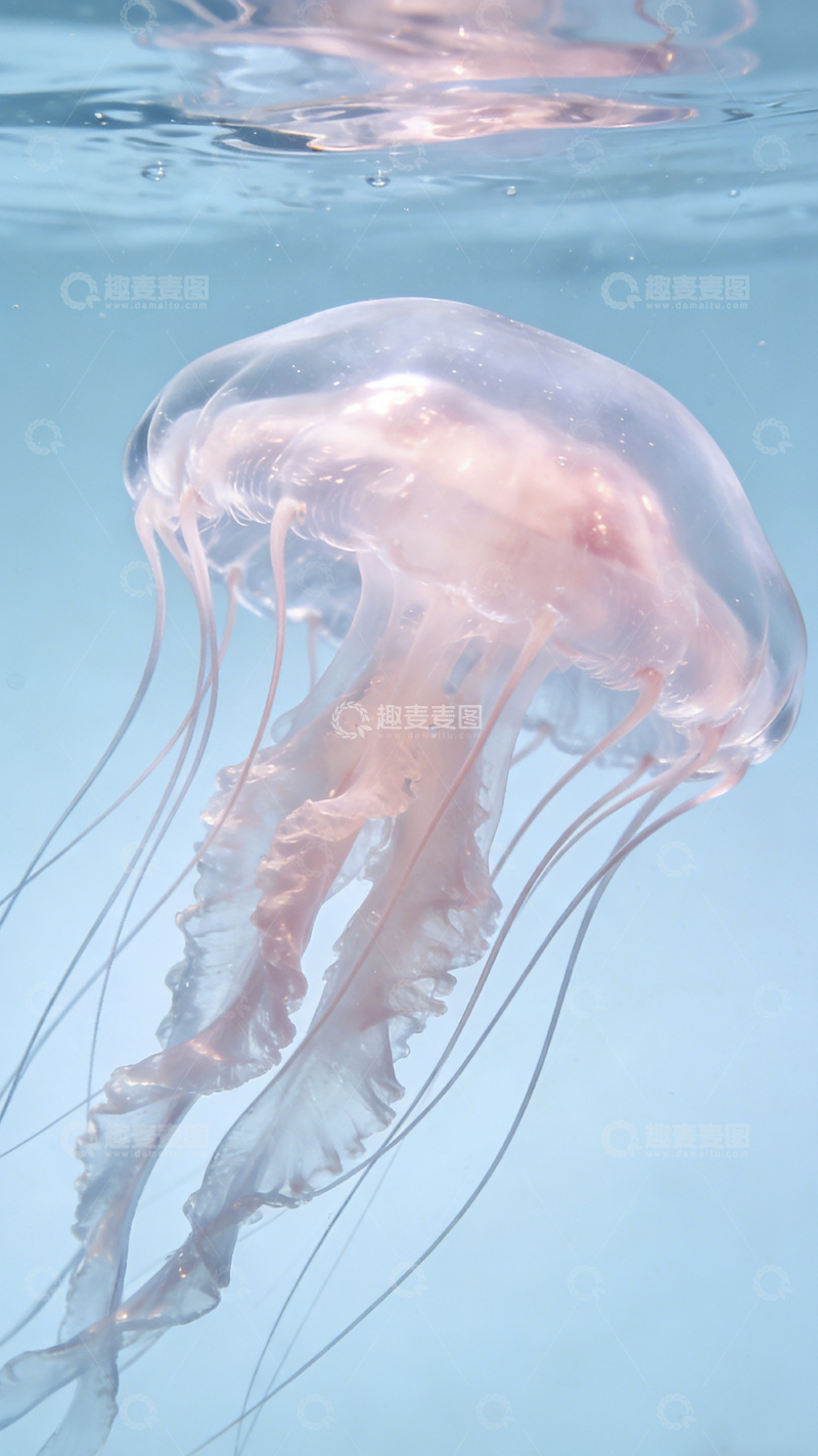 高清大图下载【趣麦麦图】水母在水中飘动摄影图片