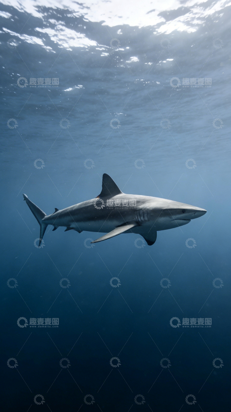 高清大图下载【趣麦麦图】深海鲨鱼摄影图