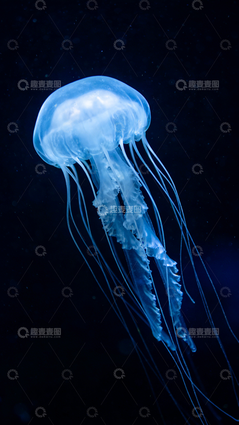 高清大图下载【趣麦麦图】深蓝海水中发光水母摄影