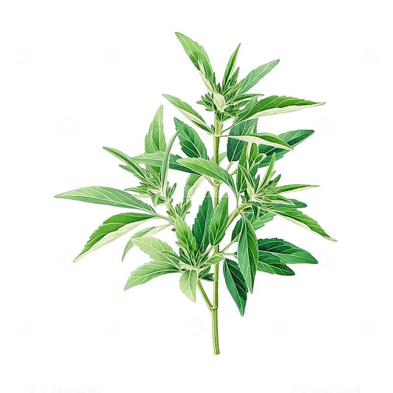 高清大图下载【趣麦麦图】生命之韵艾草繁茂之姿