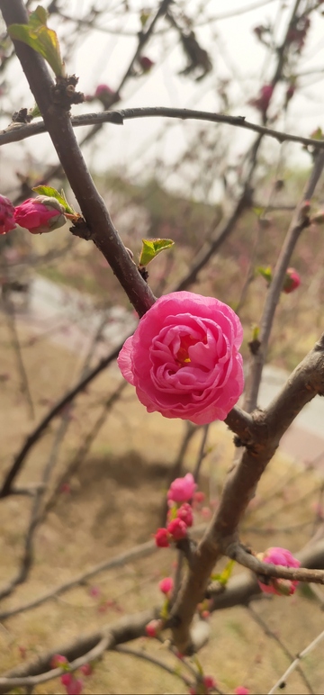 春日桃花盛开美景摄影图