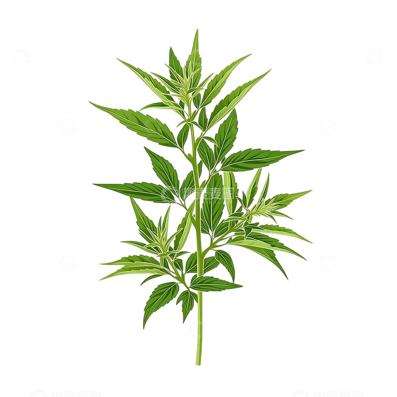 高清大图下载【趣麦麦图】艾草丰盈繁茂如绿海