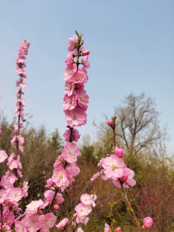 春日桃花盛开美景自然摄影