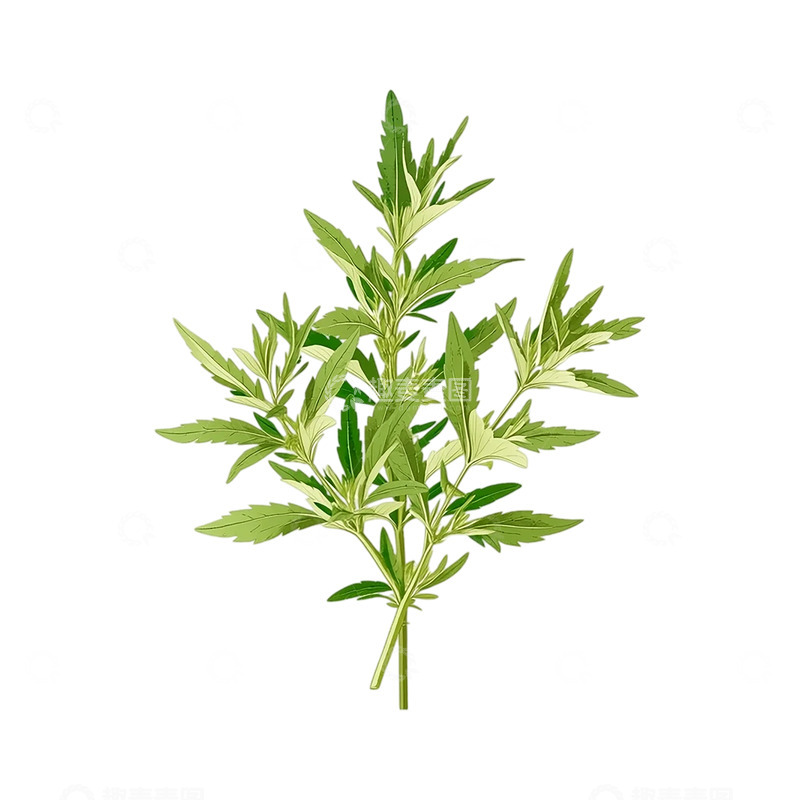 高清大图下载【趣麦麦图】灵动的艾草叶影绽放生机