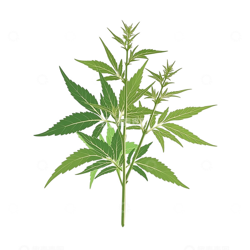 高清大图下载【趣麦麦图】艾草的生命律动与自然交响