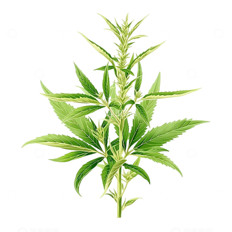 高清大图下载【趣麦麦图】艾草的生命律动与绿色奇迹