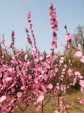 春日桃花盛开美景自然风光