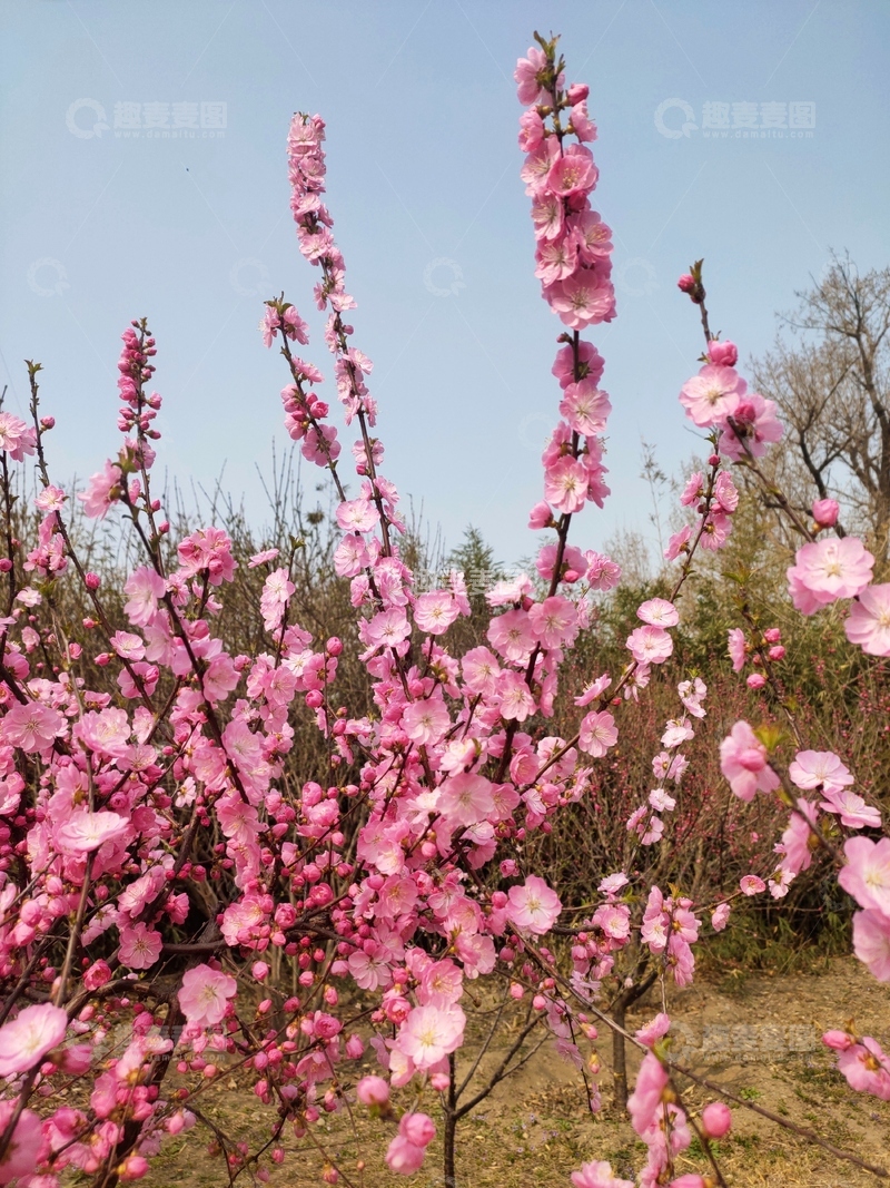 高清大图下载【趣麦麦图】春日桃花盛开美景自然风光