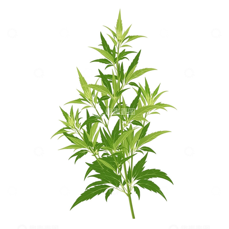 高清大图下载【趣麦麦图】艾草的生命律动与自然共舞