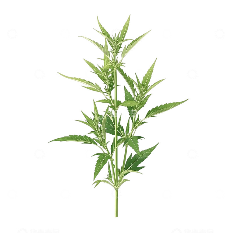 高清大图下载【趣麦麦图】神秘艾草的自然奇观