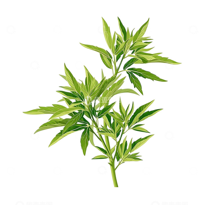 高清大图下载【趣麦麦图】艾草叶片的自然律动之美