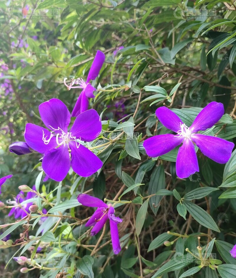 高清大图下载【趣麦麦图】紫色花朵绽放绿叶间