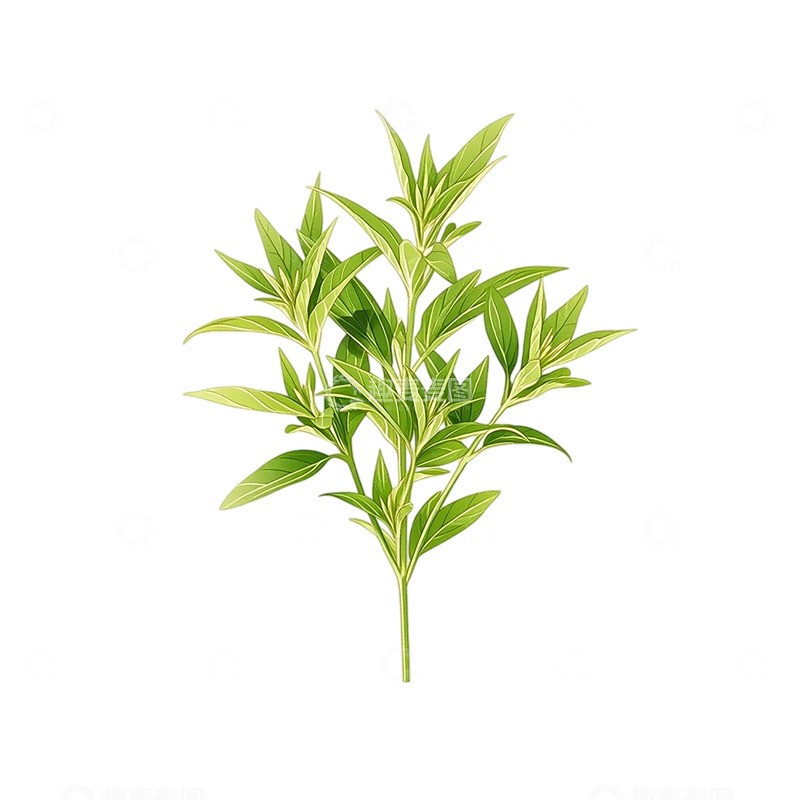 高清大图下载【趣麦麦图】艾草清香穿越时光之绿