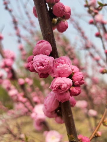 桃花盛开春日美景摄影照片