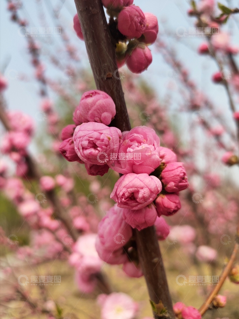 高清大图下载【趣麦麦图】桃花盛开春日美景摄影照片