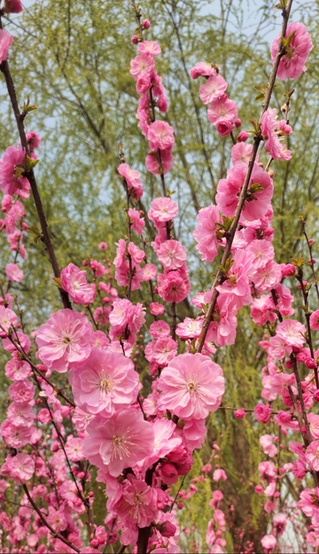 春日桃花盛开美景写真