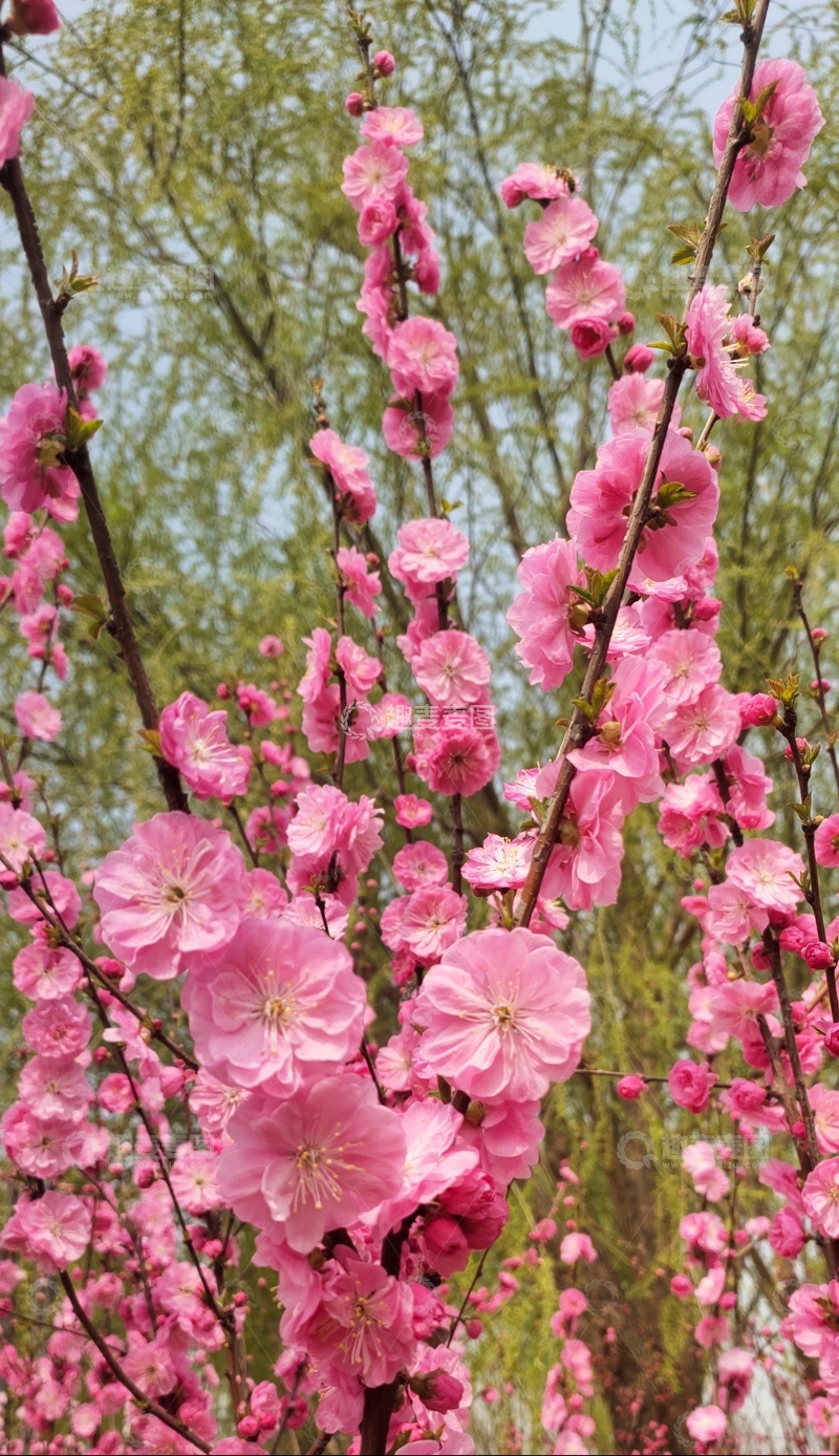 高清大图下载【趣麦麦图】春日桃花盛开美景写真