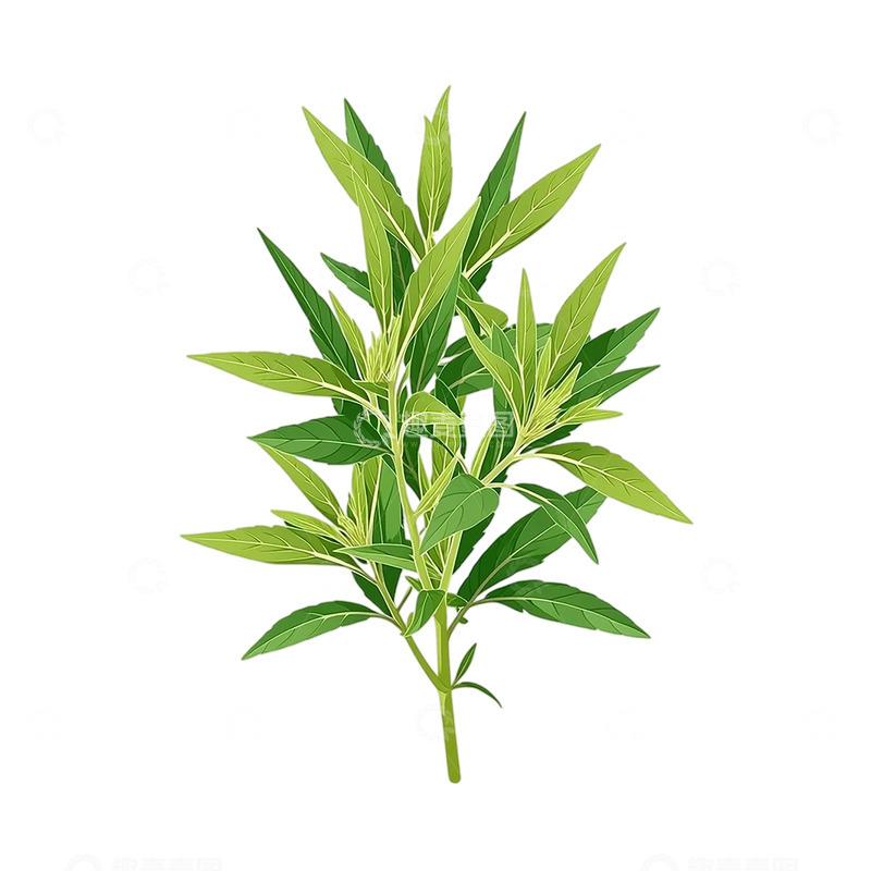 高清大图下载【趣麦麦图】青翠欲滴的艾草叶影