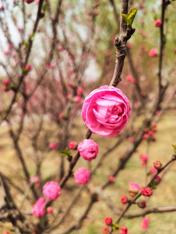 春梅绽放自然美景