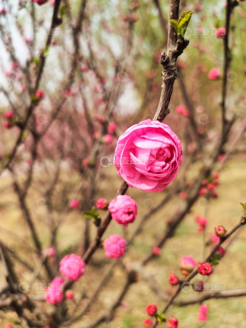 高清大图下载【趣麦麦图】春梅绽放自然美景