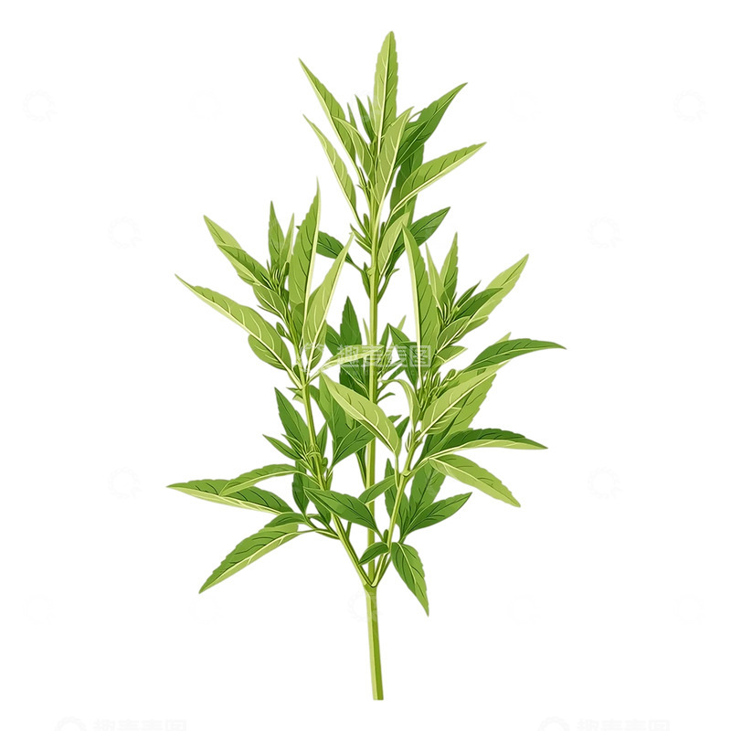 高清大图下载【趣麦麦图】艾草的生命之歌与绿色奇迹