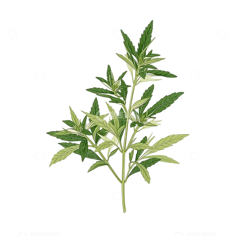 高清大图下载【趣麦麦图】艾草的生命律动与绿意旋律
