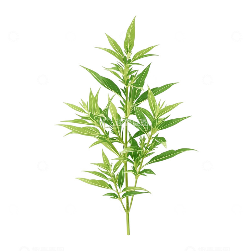 高清大图下载【趣麦麦图】药用艾草的生命律动