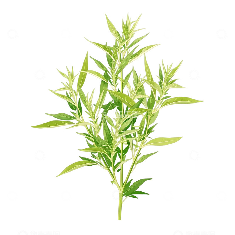 高清大图下载【趣麦麦图】神秘翠绿艾草的生命之歌