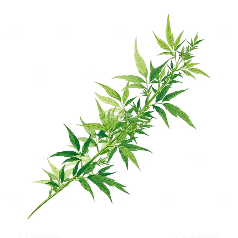 高清大图下载【趣麦麦图】灵动翠绿艾草繁茂如诗