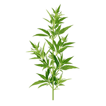 艾草繁盛绿意盎然