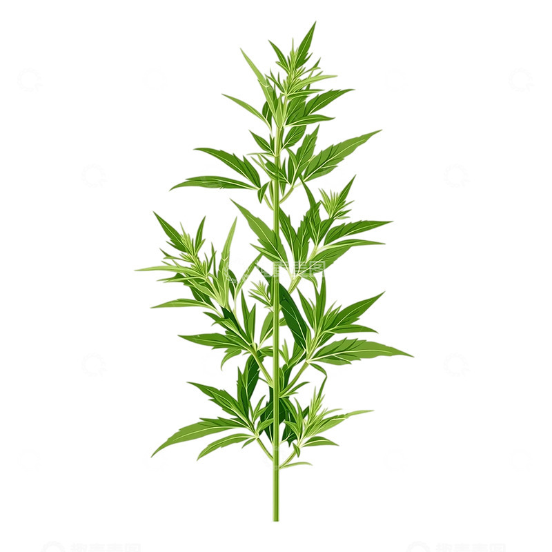 高清大图下载【趣麦麦图】艾草繁盛绿意盎然