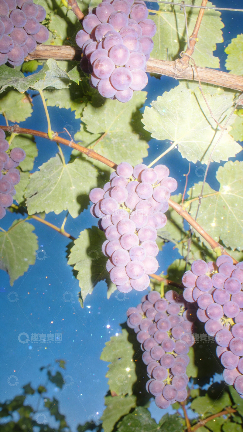 高清大图下载【趣麦麦图】ccd风格镜头下的玫瑰香葡萄3