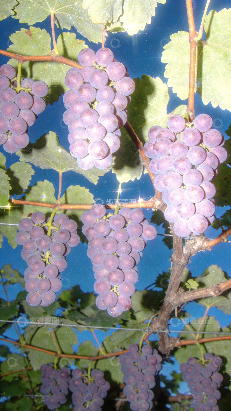 高清大图下载【趣麦麦图】ccd风格镜头下的玫瑰香葡萄4