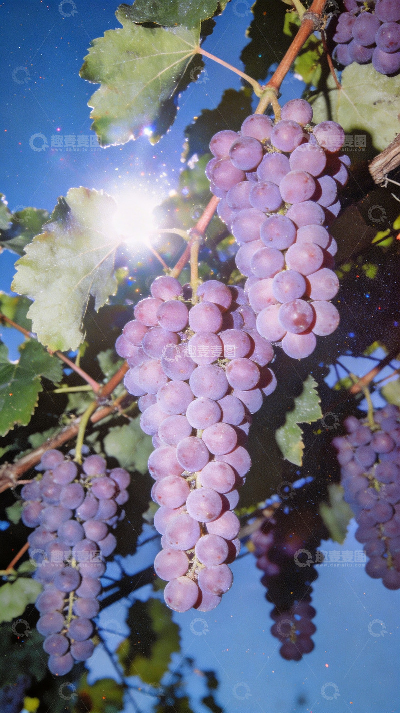 高清大图下载【趣麦麦图】ccd风格镜头下的玫瑰香葡萄2