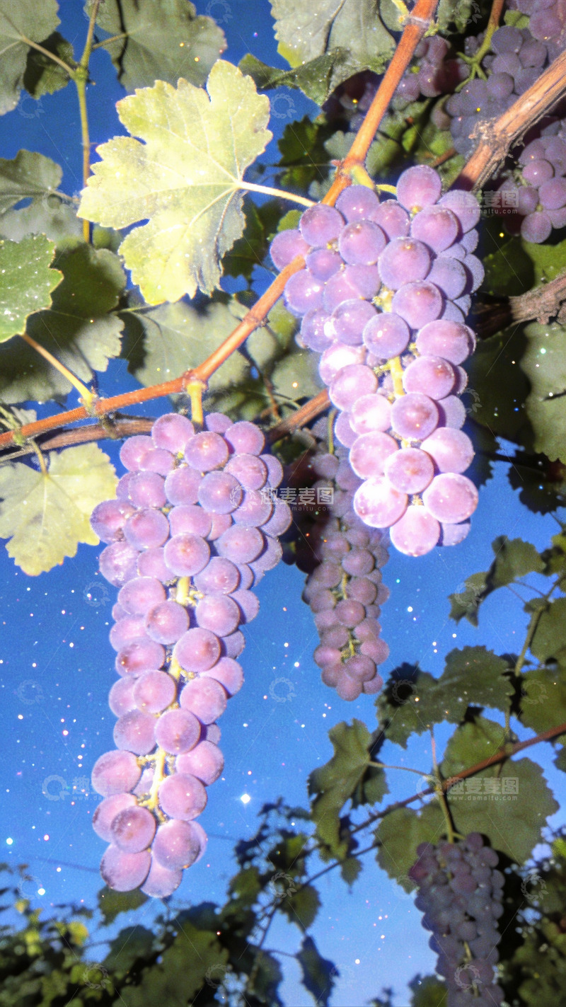 高清大图下载【趣麦麦图】ccd风格镜头下的玫瑰香葡萄1
