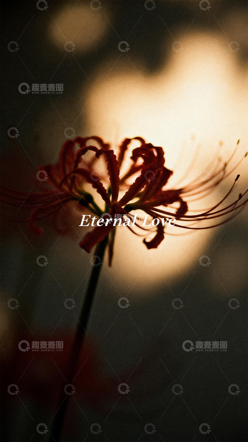 高清大图下载【趣麦麦图】夕阳红彼岸花艺术摄影