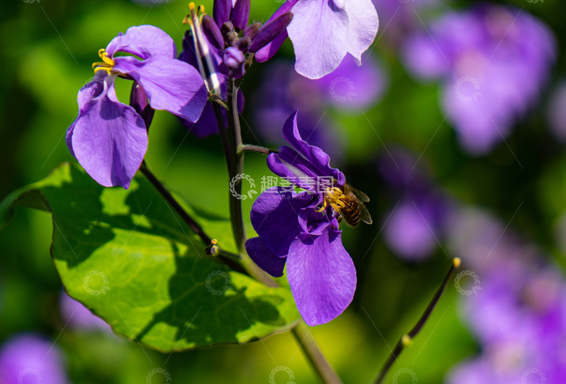 高清大图下载【趣麦麦图】紫花花丛中蜜蜂自然采蜜生态摄影高清素材