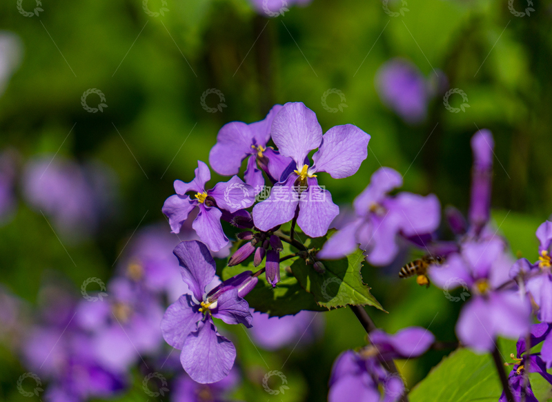高清大图下载【趣麦麦图】紫色花卉自然风光摄影