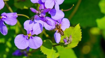 紫花丛中蜜蜂忙碌采蜜自然生态摄影素材