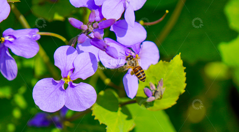 高清大图下载【趣麦麦图】紫花丛中蜜蜂忙碌采蜜自然生态摄影素材