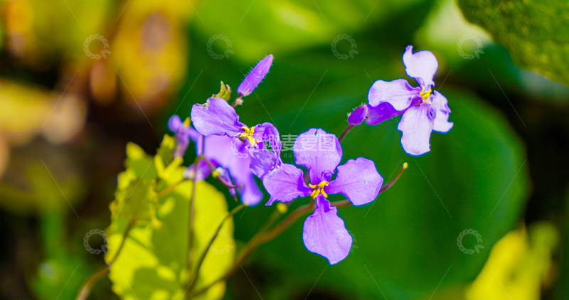 高清大图下载【趣麦麦图】紫色花朵自然风景摄影图片高清素材