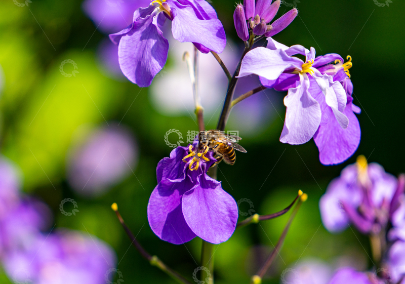 高清大图下载【趣麦麦图】紫色花朵蜜蜂采蜜自然摄影高清商用素材